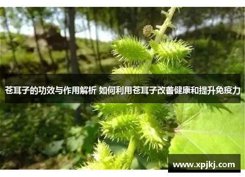 苍耳子的功效与作用解析 如何利用苍耳子改善健康和提升免疫力 苍耳子的功效与作用解析 如何利用苍耳子改善健康和提升免疫力