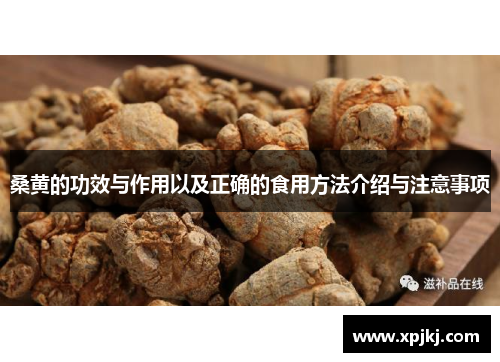 桑黄的功效与作用以及正确的食用方法介绍与注意事项 桑黄的功效与作用以及正确的食用方法介绍与注意事项